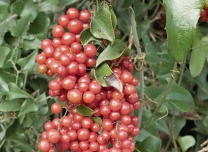 Sarsaparilla và 10 lợi ích sức khỏe tự nhiên của Sarsaparilla
